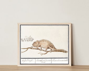 Digital Download Vintage Aesthetic Antique Chameleon Lizard Scientific Specimen Reptile Art Print Boho Animal Illustration Light Academia