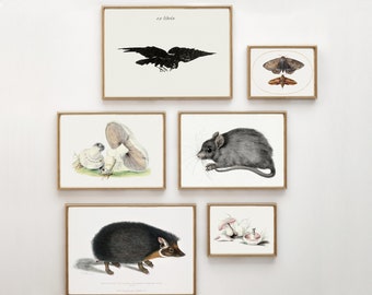 Set of 6 Digital Prints Download Vintage Light Academia Printable Gallery Wall Art Dark Academia Raven Moth Mouse Hedgehog Mushrooms Moody