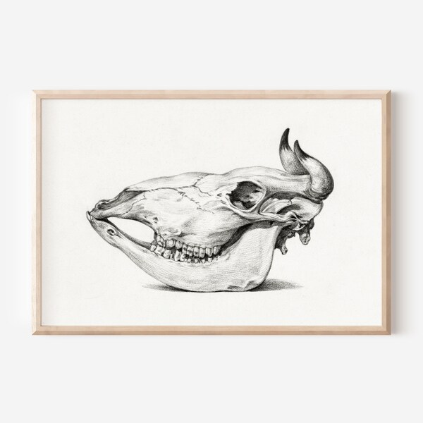 Digital Print Download Antique Cow Skull Art 1800s Vintage Animal Illustration Jean Bernard Boho Aesthetic Boho Farmhouse Western Rustic