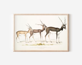 Digital Download - Vintage Aesthetic - Antique Indian Horned Antelopes Horns Book Art Print John Gray 1830 Animal Illustration Boho Bohemian