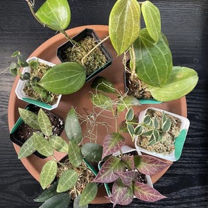Hoya Plant Cutting Mystery Box: Rare & Common Wax Plant Node Collection