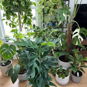 philodendron mamei silver Philodendron mamei Silver