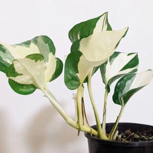 May include: A houseplant in a black pot, featuring large, variegated leaves. The leaves display a mix of green and creamy white, with a glossy texture. The plant is set against a plain white background. The stems of the plant are a light yellow colour.