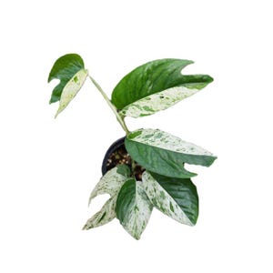 Peut inclure: Une plante d'int&eacute;rieur en pot, avec des feuilles panach&eacute;es vertes et blanches. La plante est plac&eacute;e sur un fond blanc. Les feuilles ont une forme et un motif distinctifs, ce qui en fait un &eacute;l&eacute;ment d&eacute;coratif.