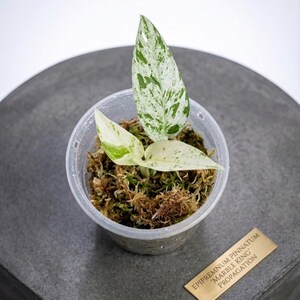 Peut inclure: Un petit pot en plastique transparent contient une jeune plante Epipremnum pinnatum 'Marble King'. La plante pr&eacute;sente des feuilles panach&eacute;es vertes et blanches, sur un lit de mousse. Une petite &eacute;tiquette rectangulaire dor&eacute;e avec le nom de la plante est visible.