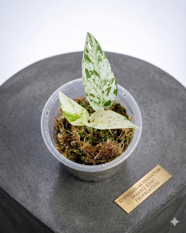 Peut inclure: Un petit pot en plastique transparent contient une jeune plante Epipremnum pinnatum 'Marble King'. La plante pr&eacute;sente des feuilles panach&eacute;es vertes et blanches, sur un lit de mousse. Une petite &eacute;tiquette rectangulaire dor&eacute;e avec le nom de la plante est visible.