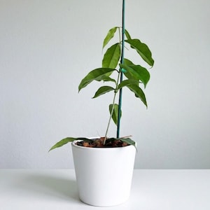 May include: A green Hoya plant with pointed leaves growing upward along a thin green support stake, potted in a plain white ceramic container. The text "Amazing upward growing hoya" is printed in black at the bottom of the image frame.