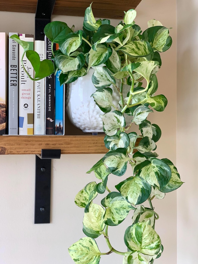 May include: A trailing pothos plant with variegated green and white leaves cascades from a textured white ceramic pot. The plant sits on a wooden shelf with books and black metal brackets.