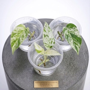 Peut inclure: Trois boutures d'Epipremnum pinnatum 'Marble King' dans des gobelets en plastique transparent remplis d'eau. Les feuilles pr&eacute;sentent des panachures vertes et blanches. Les gobelets sont pos&eacute;s sur une surface en b&eacute;ton gris, avec une plaque en laiton indiquant 'Propagation'.