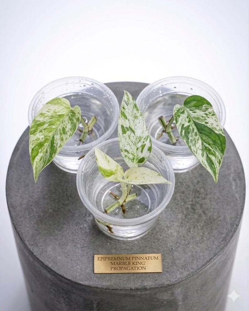 Peut inclure: Trois boutures d'Epipremnum pinnatum 'Marble King' dans des gobelets en plastique transparent remplis d'eau. Les feuilles pr&eacute;sentent des panachures vertes et blanches. Les gobelets sont pos&eacute;s sur une surface en b&eacute;ton gris, avec une plaque en laiton indiquant 'Propagation'.