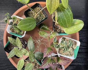 Boîte mystère à découper pour plante Hoya : collection de nœuds végétaux rares et communs - 1 feuille/1 nœud Boîte mystère surprise à découper pour plante Hoya