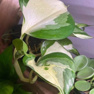 May include: Close-up of a vibrant pothos plant with large, heart-shaped leaves. The leaves display a striking pattern of white and various shades of green. The plant is in a dark pot, with other plants visible in the background.