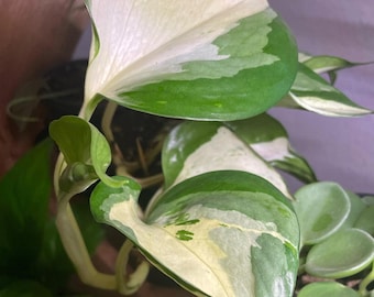 Manjula Pothos Plant Cutting or Starter Low Price Free Plant Bonus Gift Amazing Rare Much Wanted Pothos