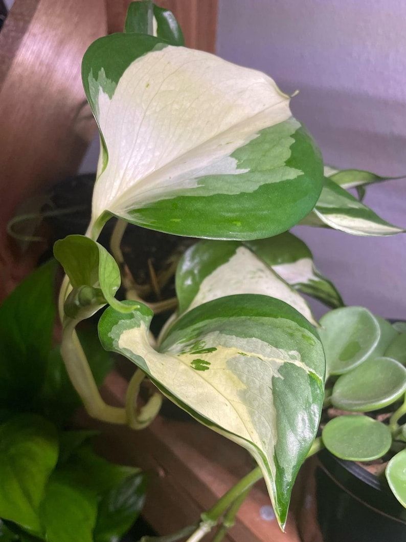 May include: Close-up of a vibrant pothos plant with large, heart-shaped leaves. The leaves display a striking pattern of white and various shades of green. The plant is in a dark pot, with other plants visible in the background.