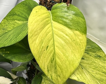 Wow Plant Jessenia Pothos Cutting or Starter Plant: Rare Variegated Epipremnum Aureum
