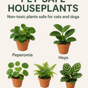 May include: An image showcasing five varieties of pet-safe houseplants in terracotta pots. The plants include Peperomia, Hoya, Pilea, Fern, and Calathea. The text at the top reads "PET-SAFE HOUSEPLANTS" and "Non-toxic plants safe for cats and dogs."