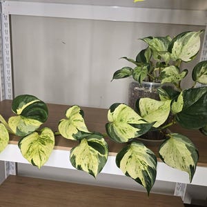 May include: A houseplant with large, variegated leaves in shades of green and cream. The plant is in a clear pot and sits on a wooden shelf. The leaves have a heart shape. The shelf is on a white frame.