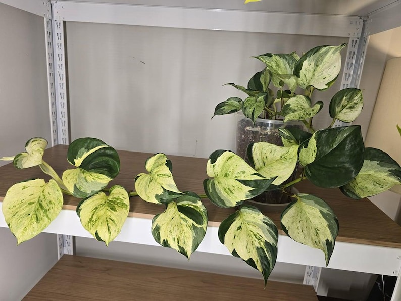 May include: A houseplant with large, variegated leaves in shades of green and cream. The plant is in a clear pot and sits on a wooden shelf. The leaves have a heart shape. The shelf is on a white frame.