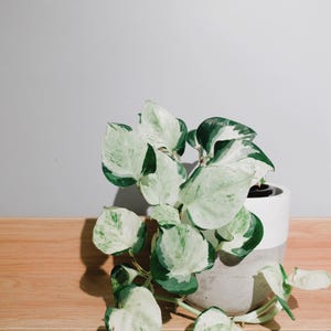 May include: A houseplant in a pot, featuring large leaves with green and white variegation. The plant is in a two-tone grey and white ceramic pot, placed on a light brown wooden shelf. The background is a plain grey wall.
