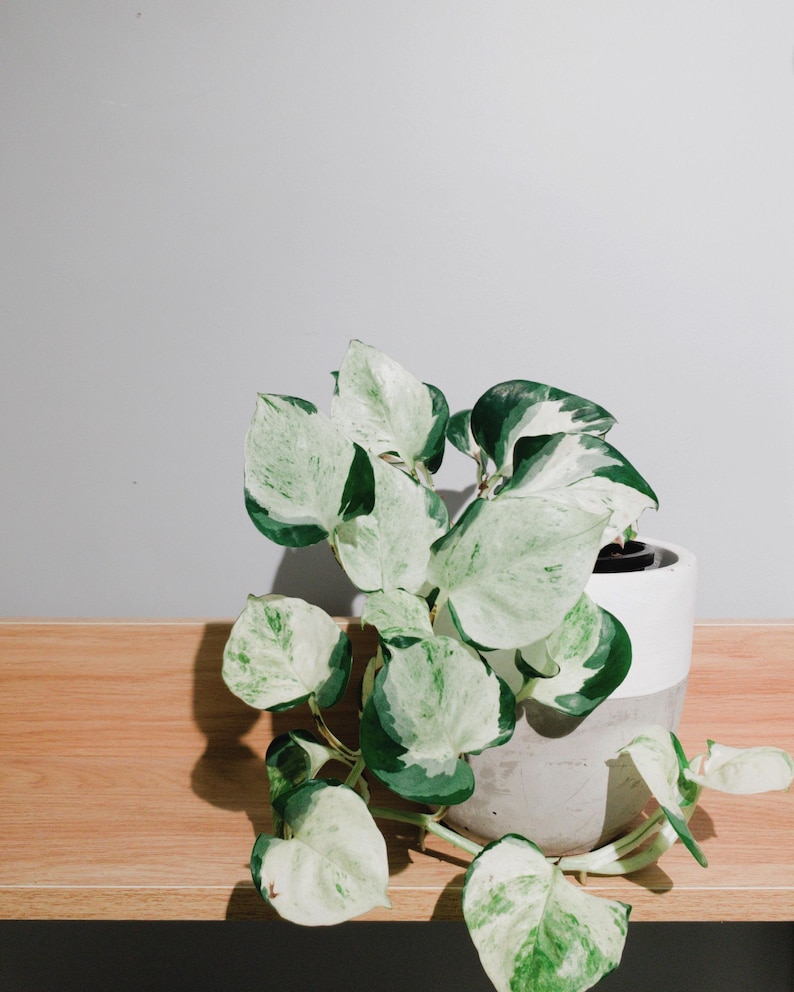 May include: A houseplant in a pot, featuring large leaves with green and white variegation. The plant is in a two-tone grey and white ceramic pot, placed on a light brown wooden shelf. The background is a plain grey wall.