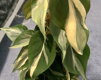 Puede incluir: Primer plano de una planta de interior con hojas en forma de corazón. Las hojas son de un verde intenso con variegaciones amarillas crema y blancas. La planta trepa por un poste marrón texturizado, mostrando su exuberante follaje y patrón de color único.