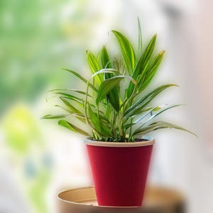 black jack snake plant Sansevieria Black Gold Compacta Decorative Plant main image 0