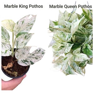 Peut inclure: Deux plantes de pothos, &eacute;tiquet&eacute;es "Marble King Pothos" et "Marble Queen Pothos". Les plantes ont des feuilles panach&eacute;es vertes et blanches. Le "Marble King Pothos" est dans un pot noir, tenu par une main. Le "Marble Queen Pothos" est dans un panier suspendu.