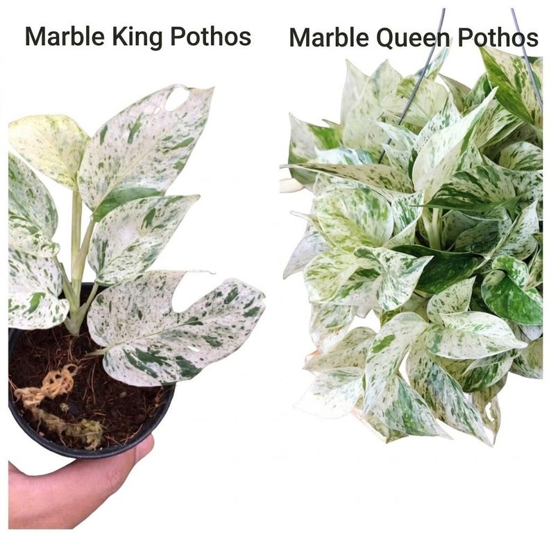 Peut inclure: Deux plantes de pothos, &eacute;tiquet&eacute;es "Marble King Pothos" et "Marble Queen Pothos". Les plantes ont des feuilles panach&eacute;es vertes et blanches. Le "Marble King Pothos" est dans un pot noir, tenu par une main. Le "Marble Queen Pothos" est dans un panier suspendu.