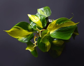 Pothos Brasil abigarrado Esquejes de Pothos Brasil Sin raíz Recién cortado Popular Amado Planta de interior tropical