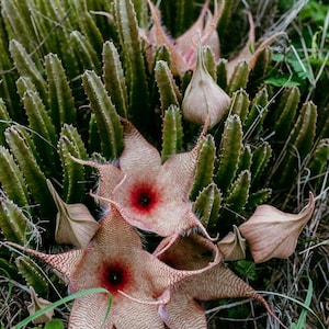 Carrion Plant Stapelia gigantea Rare Tropical Succulent Cactus HUGE Flowers Plant Cuttings or Starter Plant Starfish Flower Giant Zulu