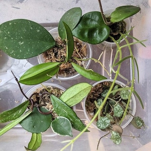 Puede incluir: Vista cenital de varias plantas pequeñas en macetas con diversas formas y texturas de hojas verdes. Las plantas están en recipientes de plástico transparente llenos de tierra y musgo. Algunas hojas tienen patrones moteados.