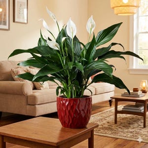 May include: A lush peace lily plant in a textured red pot. The plant features large, dark green leaves and white, petal-like flowers. The pot sits on a wooden table in a well-lit living room setting.