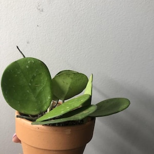 Hoya Obovata Large Growing Round Leaf Hoya One Of a Kind Unique Plant Pet Friendly No Rooted Cutting or Rooted Starters