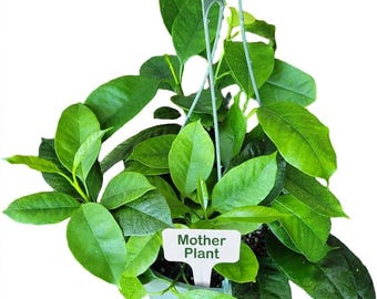 Hoya Shooting Star (Hoya multiflora) - Fresh Unrooted Cuttings & Rooted Starter Plants Easy Care Flowering Plant Foliage