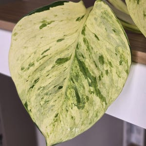 May include: A close-up shot of a large, variegated leaf, displaying a blend of creamy white and vivid green patterns. The leaf's edges are outlined in a darker green, creating a striking contrast. The plant appears to be a type of pothos.