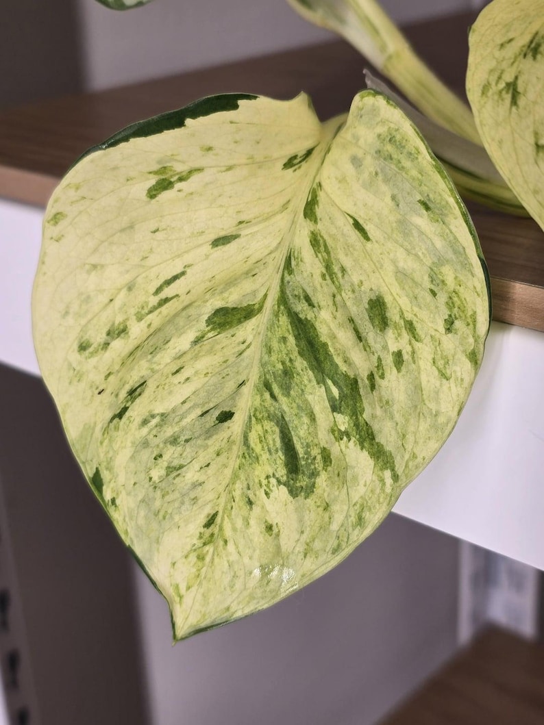 May include: A close-up shot of a large, variegated leaf, displaying a blend of creamy white and vivid green patterns. The leaf's edges are outlined in a darker green, creating a striking contrast. The plant appears to be a type of pothos.