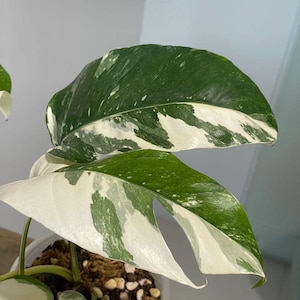 May include: Close-up of a Monstera plant leaf with a striking pattern of green and white variegation. The leaf has a glossy texture and a unique split-leaf shape, showcasing the plant's natural beauty. The plant is in a white pot.