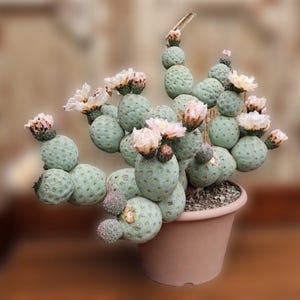 Pine Cone Cactus or Golf Ball Cactus Tephrocactus geometricus Starter Cactus 2-3 Years Old 1 Level
