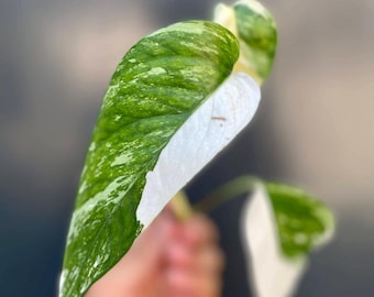 Rare Variegated Pothos Albo Plant Cutting or Starter Plant BEST Price