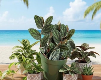 Ploynesian Ivy Rainbow Vine or Trailing The Dark Watermelon Begonia Cutting or Stem Options Great In terrarium
