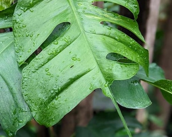 Skeleton Key Pothos - Epipremnum Pinnatum - Unique Leaf Form When Mature -  US Seller - Etsy