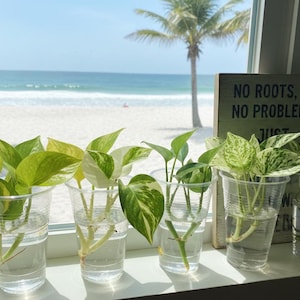 Pothos Cuttings: Popular/Common & Rare/Uncommon Pothos Epipremnum aureum Leaf Node Clipping Cut To Grow/Propagate New Plant ORDER MORE Save