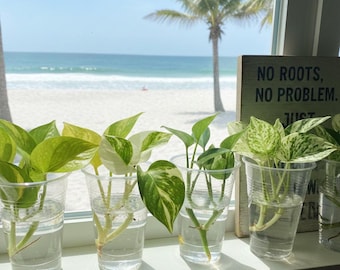 Pothos Cuttings: Popular/Common & Rare/Uncommon Pothos Epipremnum aureum Leaf Node Clipping Cut To Grow/Propagate New Plant ORDER MORE Save