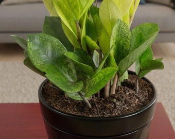 Raven ZZ Pink Variegated Zamioculcas Zamiifolia US Seller Fast