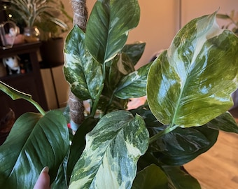 monstera plant variegated Monstera deliciosa albo variegata