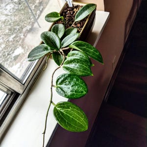 Quinquenervia Hoya Uncommon Rare Veined Hoya Wax Plant  Cutting or Starter Plant Flowering Plant With Great Texture Look larger Leaf Ho ya