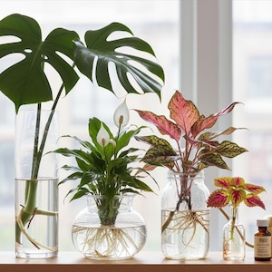 May include: An assortment of potted plants in glass vases and jars. The plants include a large-leafed Monstera, a Peace Lily, and a plant with pink and green leaves. The plants are arranged on a wooden surface near a window.