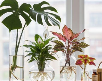 Boîte mystère de bouture de plante à multiplication aquatique : coupures de plante d'intérieur qui poussent dans l'eau/culture hydroponique Rare et commune plante à bouture surprise à 1 feuille/1 nœud