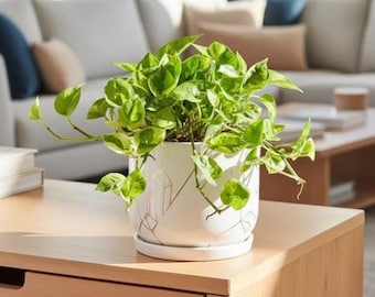 Pothos de merengue de limón Planta como una planta Green N Joy Planta de interior rara y poco común Potho