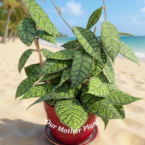 May include: A potted plant with vibrant green leaves featuring dark veining, set against a beach backdrop. The plant is in a red pot with the text "Our Mother Plant" visible. The scene includes sand, ocean, and a blue sky.